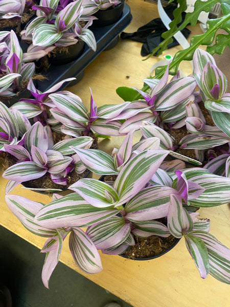 Tradescantia Nanouk PBR 120mm