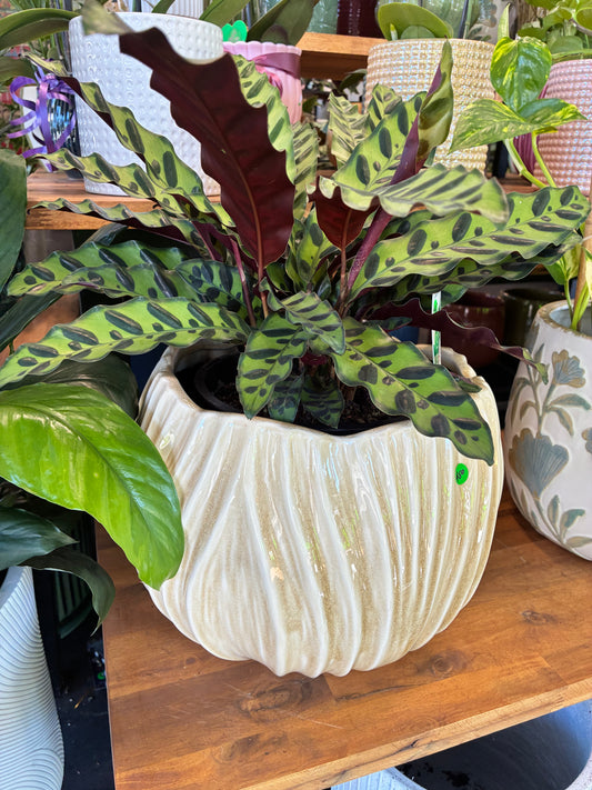 Tulip Pot S/2 Sand