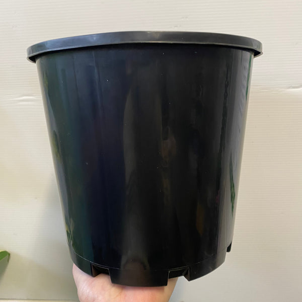 Black Plastic Growers Pot 200mm