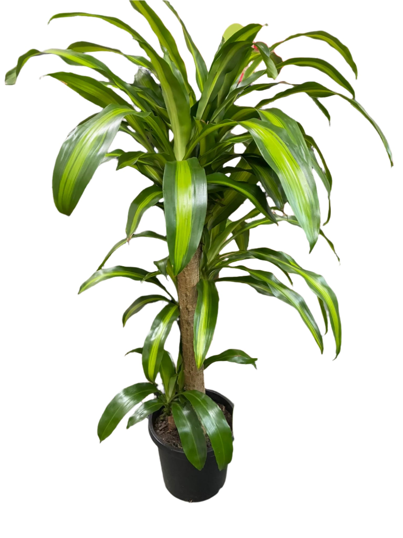 Happy Plant 300mm