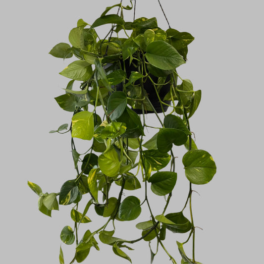 Devils Ivy Hanging 25cms