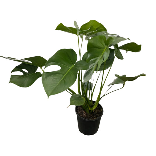 Monstera Deliciosa 200mm