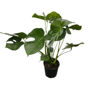 Monstera Deliciosa 200mm