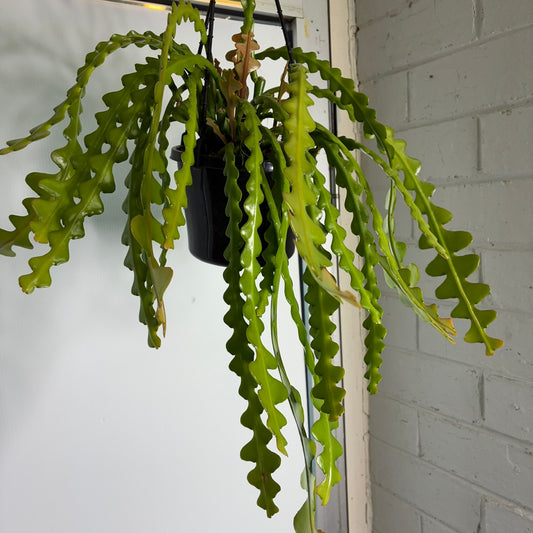 Fishbone Cactus 150mm Hanging