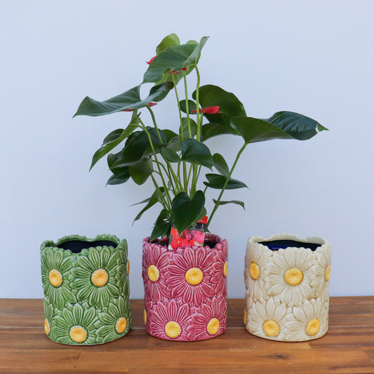 Daisy Cylinder Pot - 3 Colours