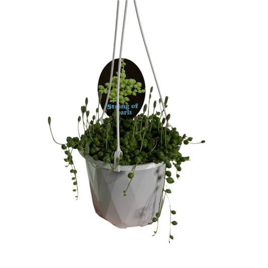 String of Pearls 13cm