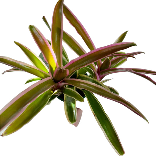 Bromeliad Neoregelia 10cm