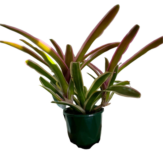 Bromeliad Neoregelia 10cm