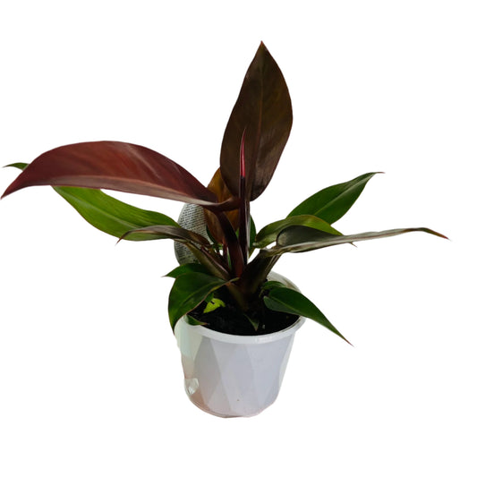 Philodendron Red Sun 13cm