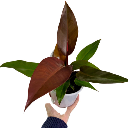 Philodendron Red Sun 13cm