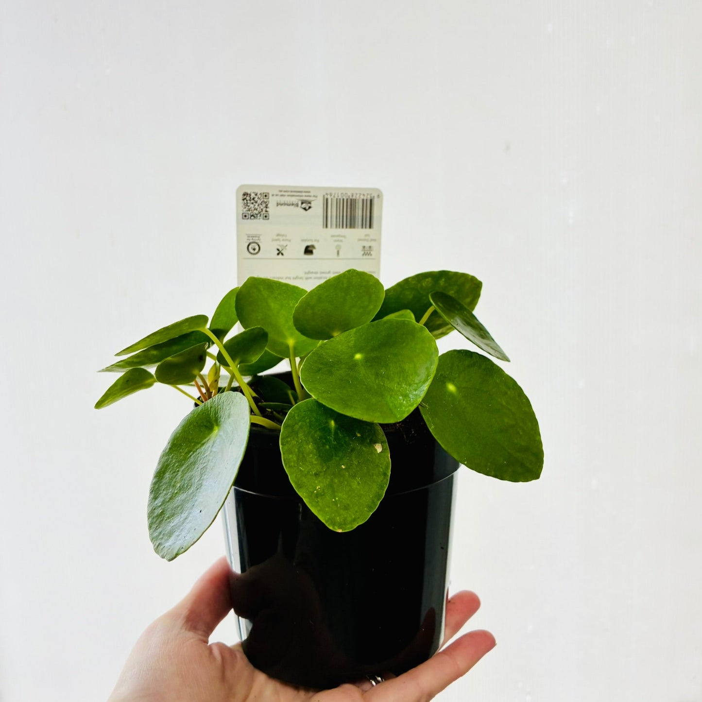 Pilea Peperomiodes Chinese Money plant 130mm
