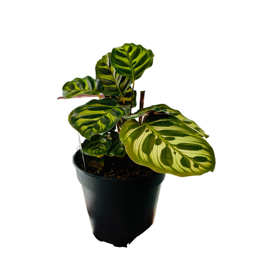 Calathea Makoyana / Peacock 120mm