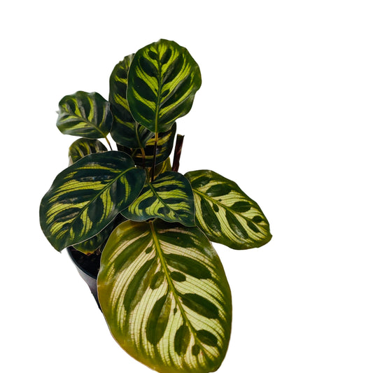 Calathea Makoyana / Peacock 120mm