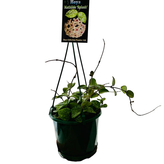Hoya Baskets - Mathilde 'Splash'