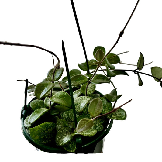 Hoya Baskets - Mathilde 'Splash'