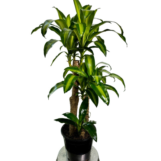 Happy Plant 250mm