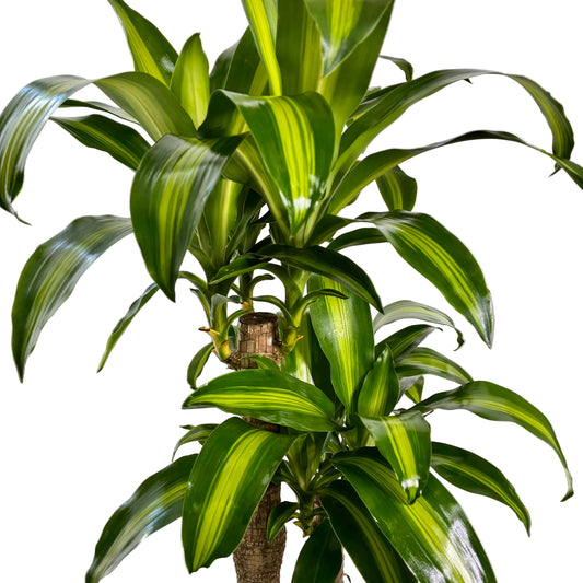 Happy Plant 250mm