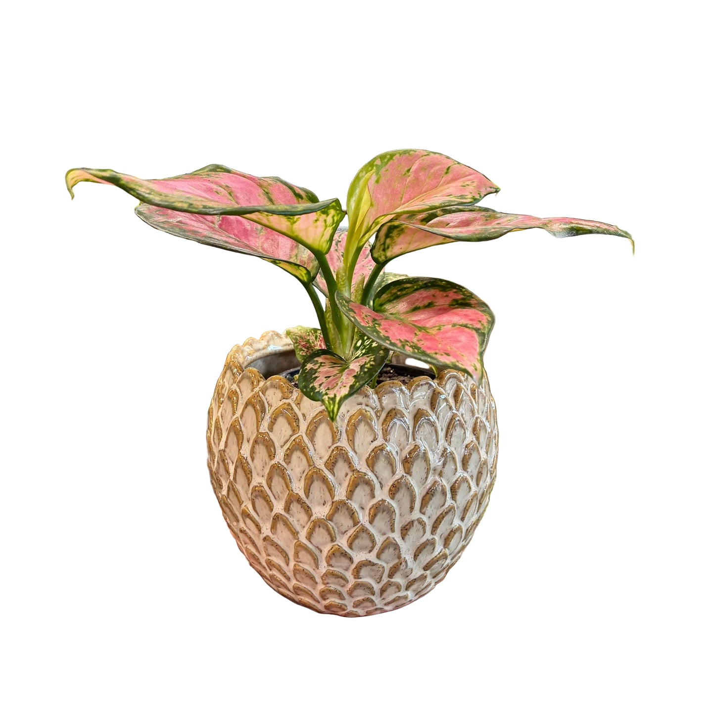 Skalee Pot Small  - Almond Creme