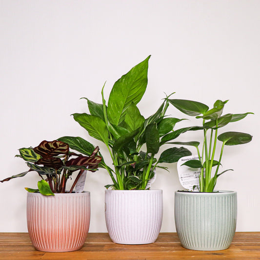 Belice Pots - 13cm - 3 colours