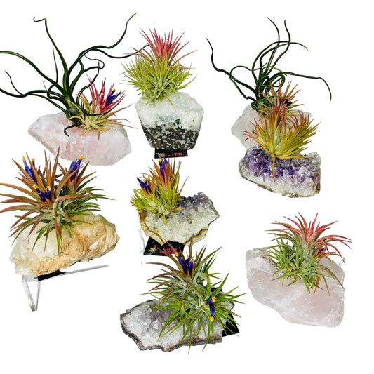 Air Plants/Tillandsia on Crystal
