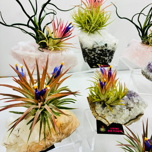 Air Plants/Tillandsia on Crystal