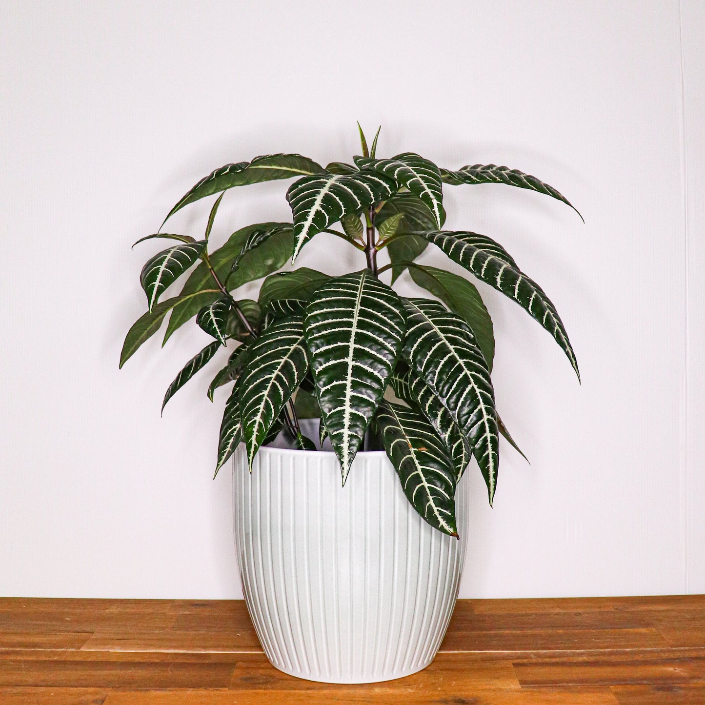 Belice Pots - 20cm - 3 colours