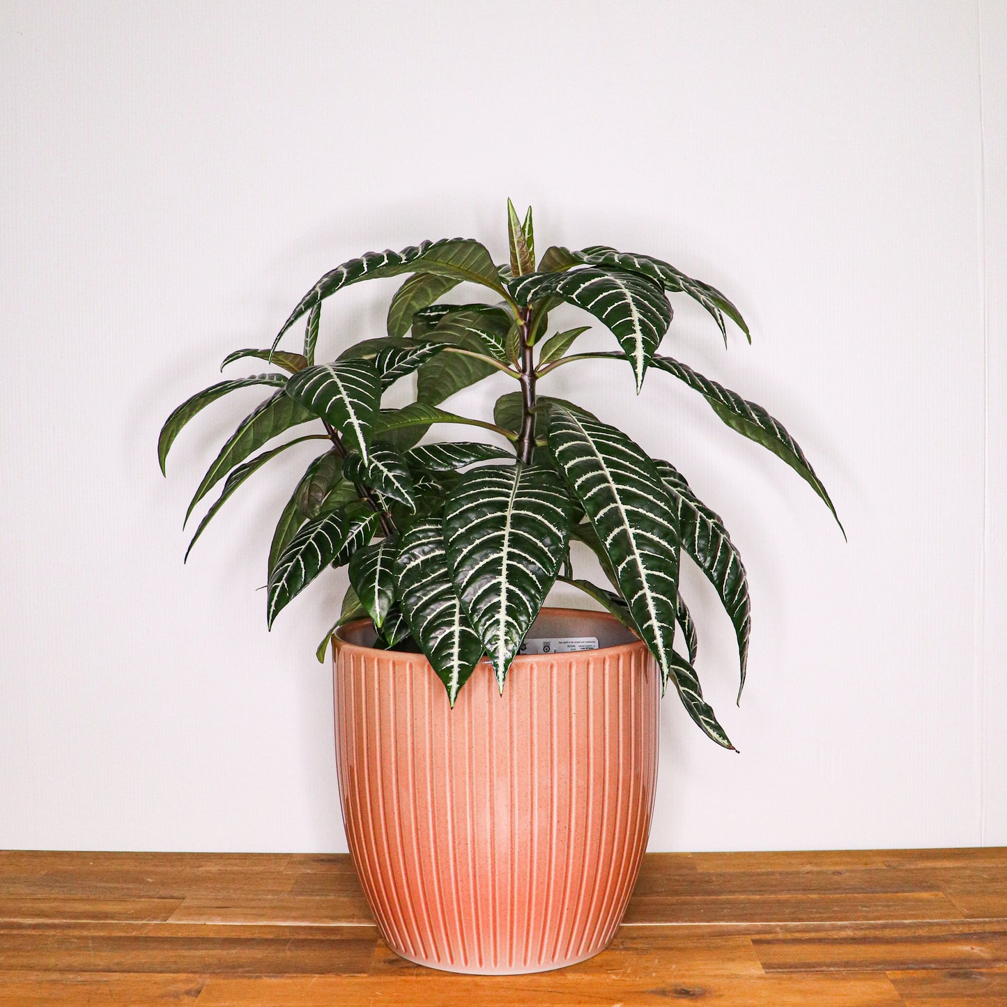 Belice Pots - 20cm - 3 colours