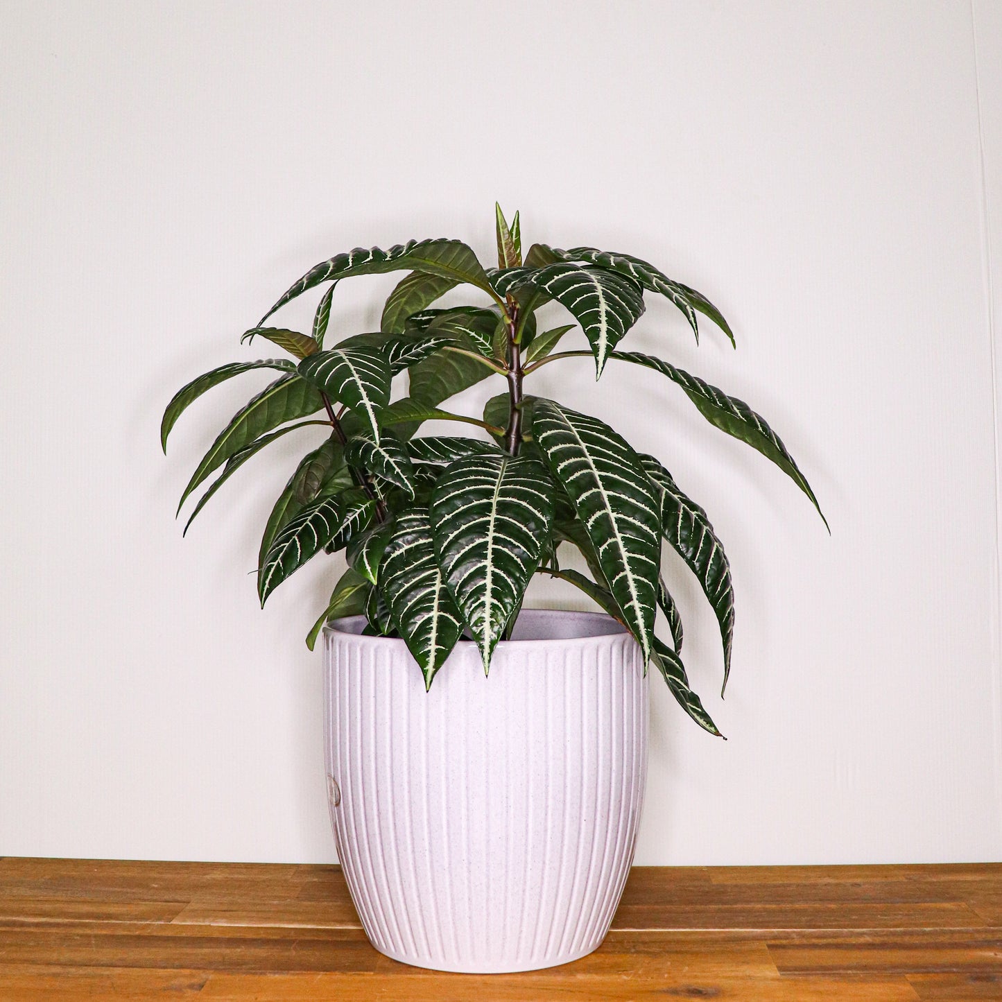 Belice Pots - 20cm - 3 colours