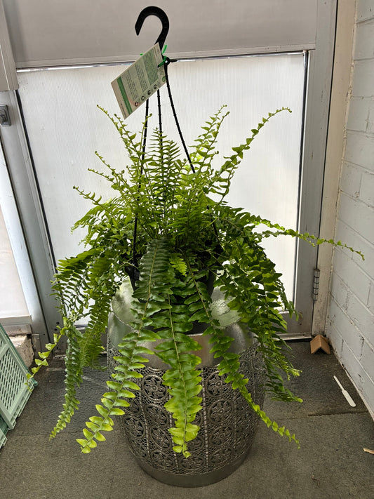 Boston Fern 20cm hanger (dome pot)