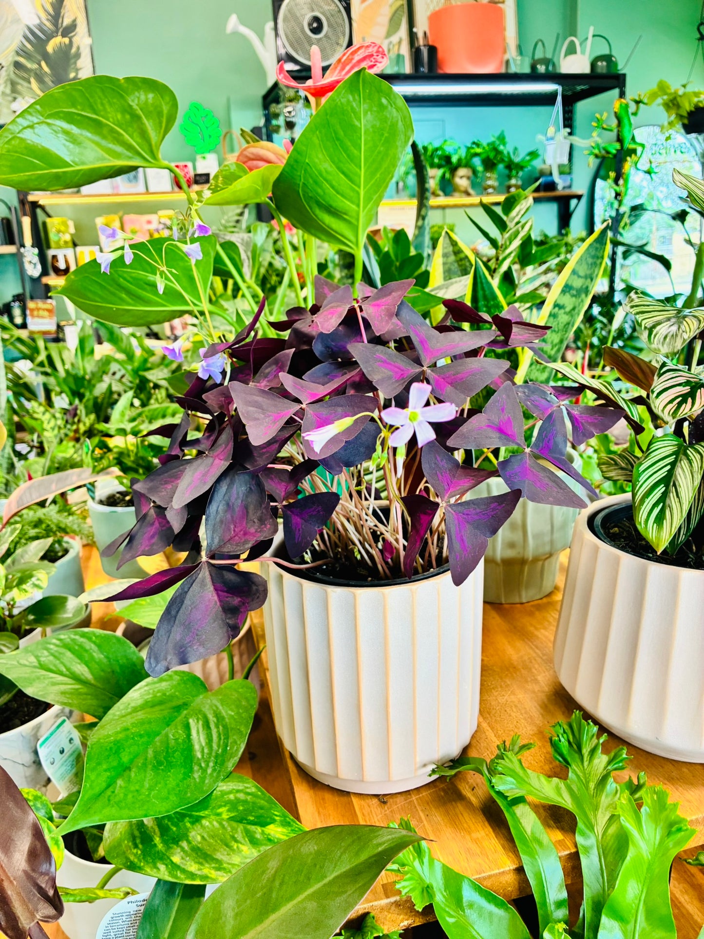 Oxalis Triangularis 140mm