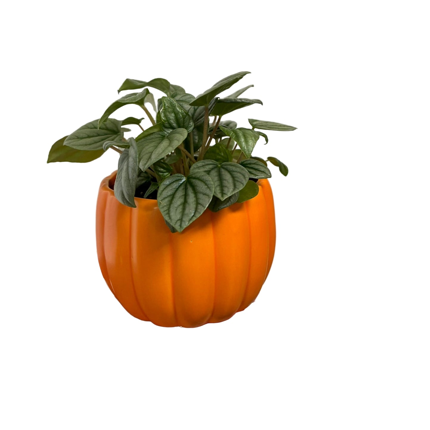 Pumpkin Pot - Small