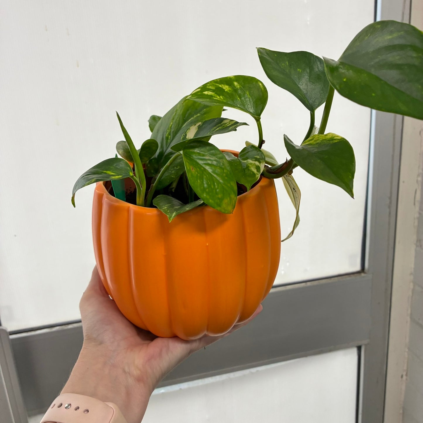 Pumpkin Pot - Medium