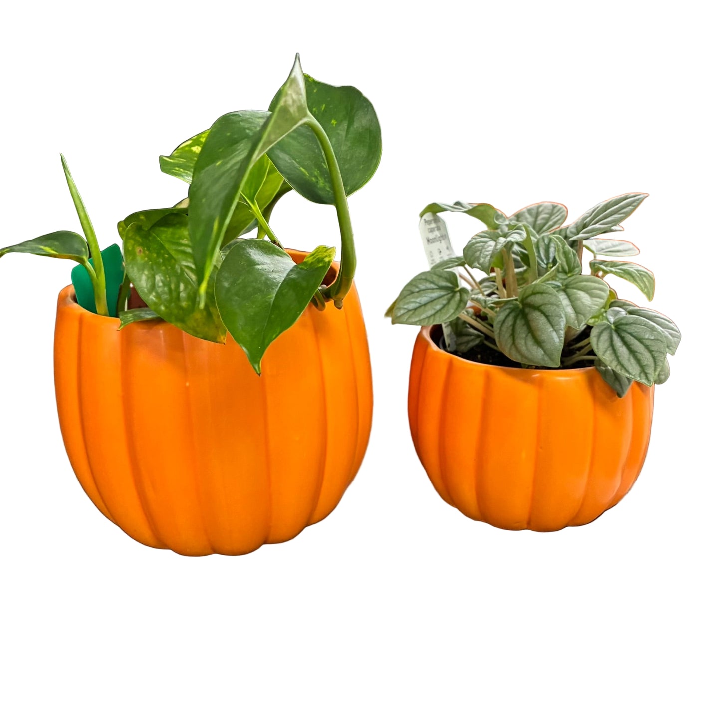 Pumpkin Pot - Medium