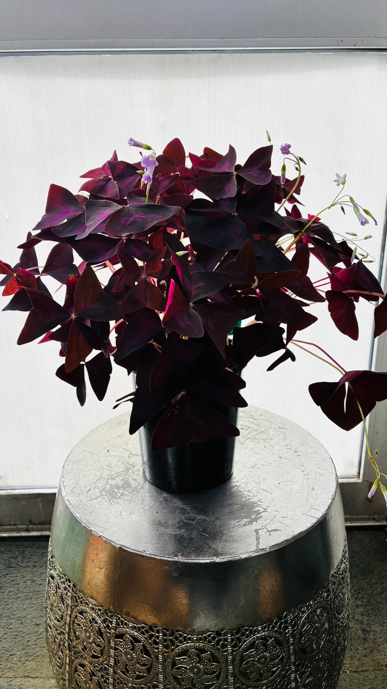 Oxalis Triangularis 140mm