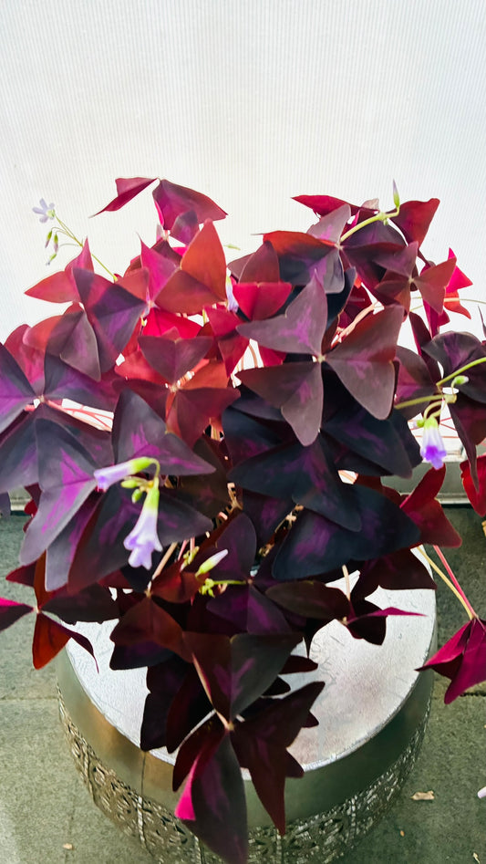 Oxalis Triangularis 140mm