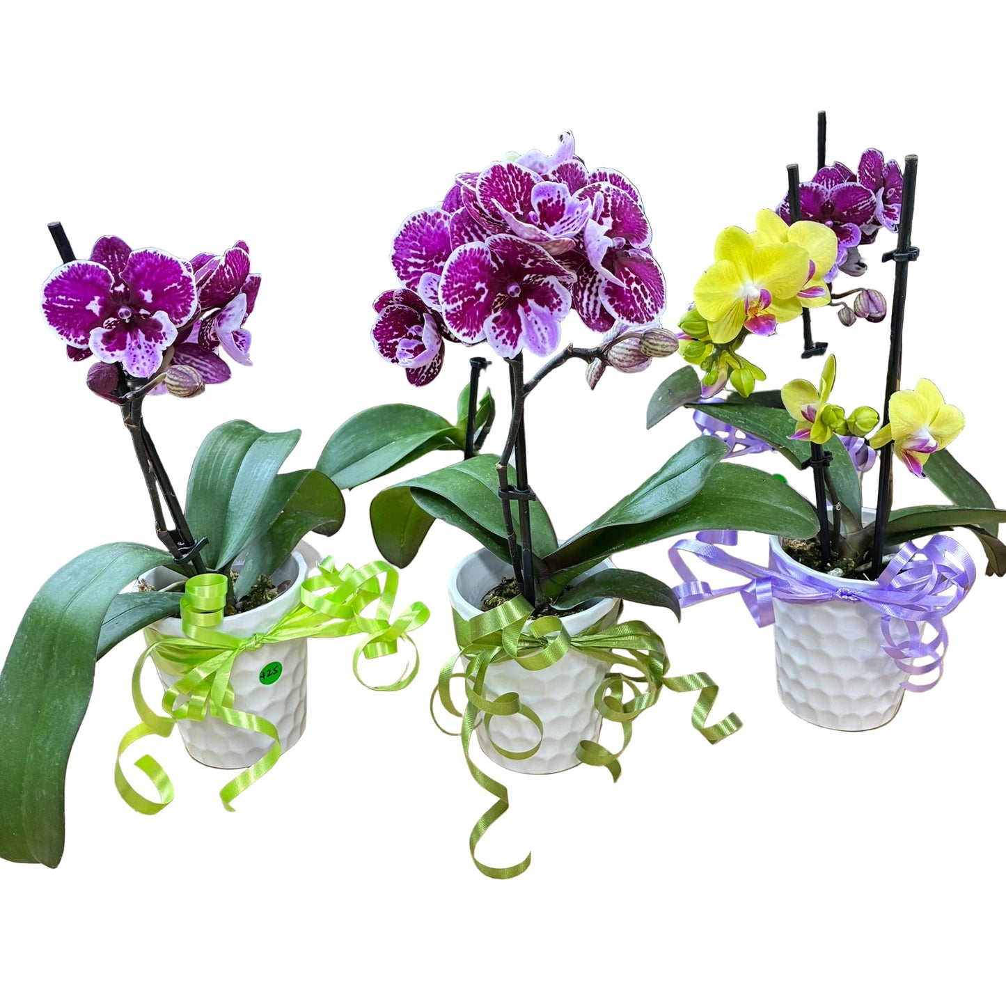 Phalaenopsis Orchid with Ceramic White Pot