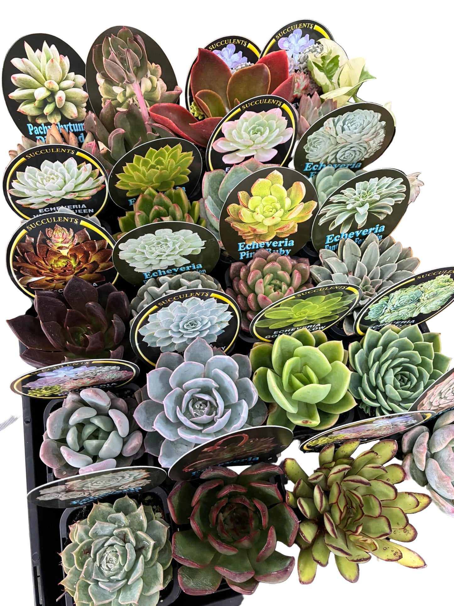 Collectors Echeveria Succulents 7cm pots