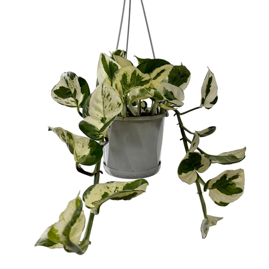 Epepremnun N'Joy Baskets 13cm