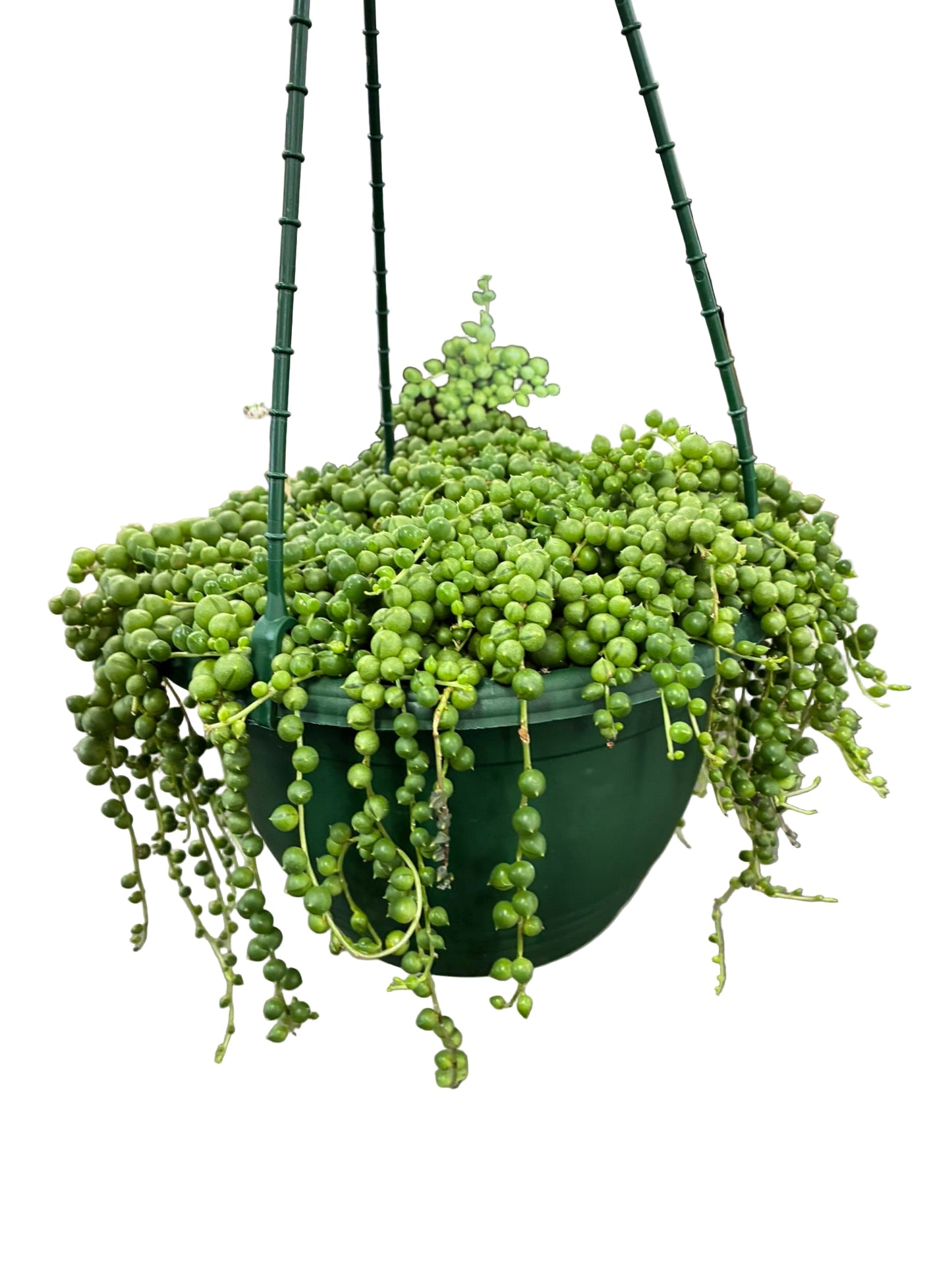 String of Pearls 20cms