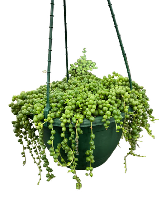 String of Pearls 20cms