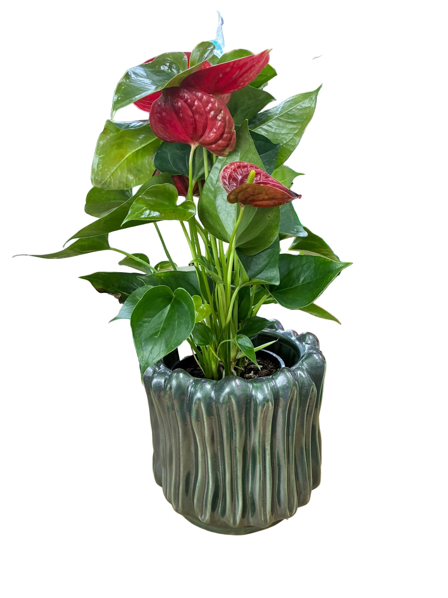 Imo Pot Green - Large - 20cm