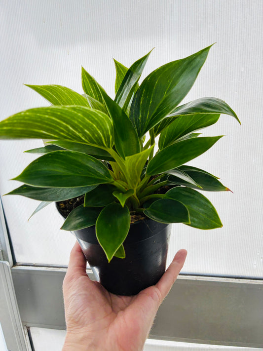 Philodendron Birkin 120mm