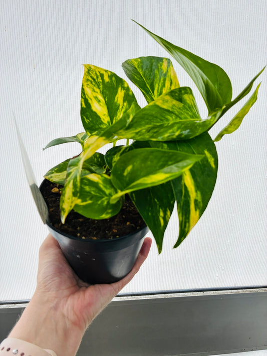 Epepremnum Aureum (Devils Ivy) 120mm