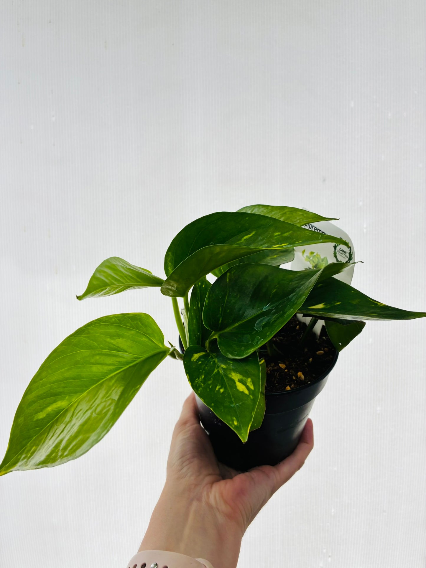 Epepremnum Aureum (Devils Ivy) 120mm