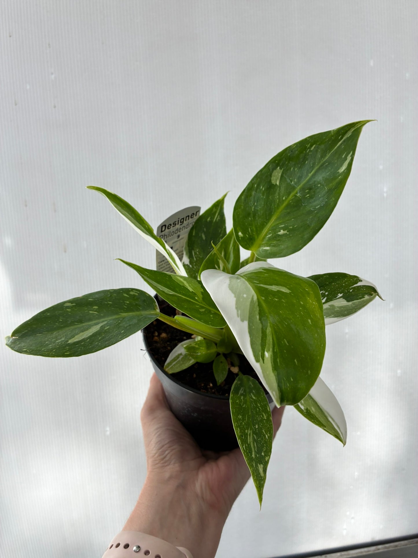 Philodendron White Princess 120mm