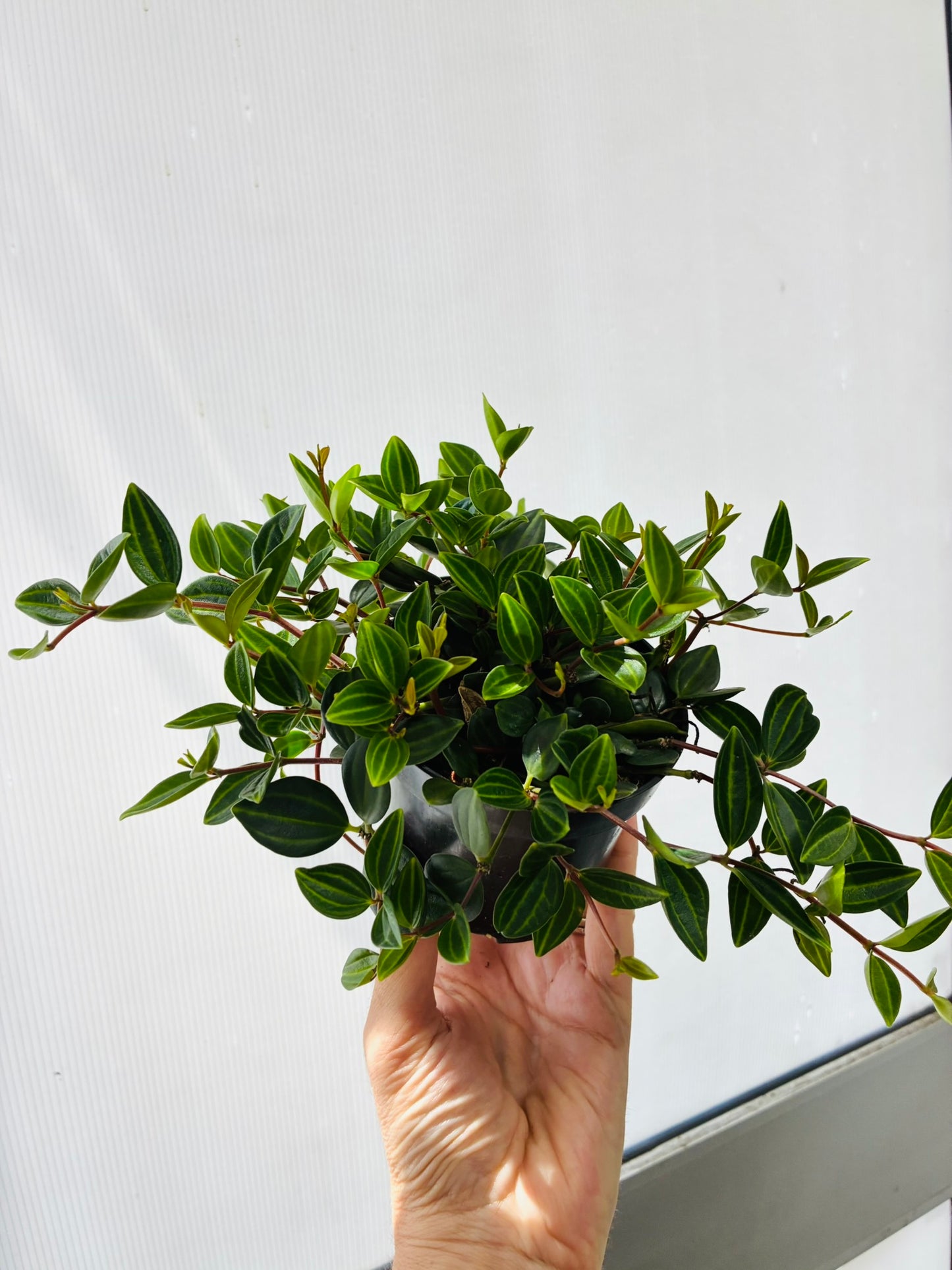 Peperomia Rocca Verde 95mm