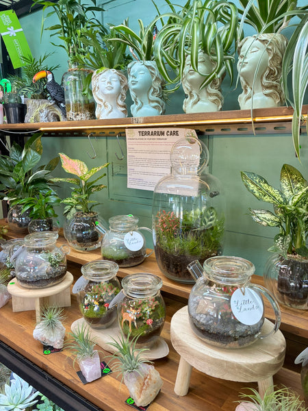 Little Lands - Tea Pot Terrarium