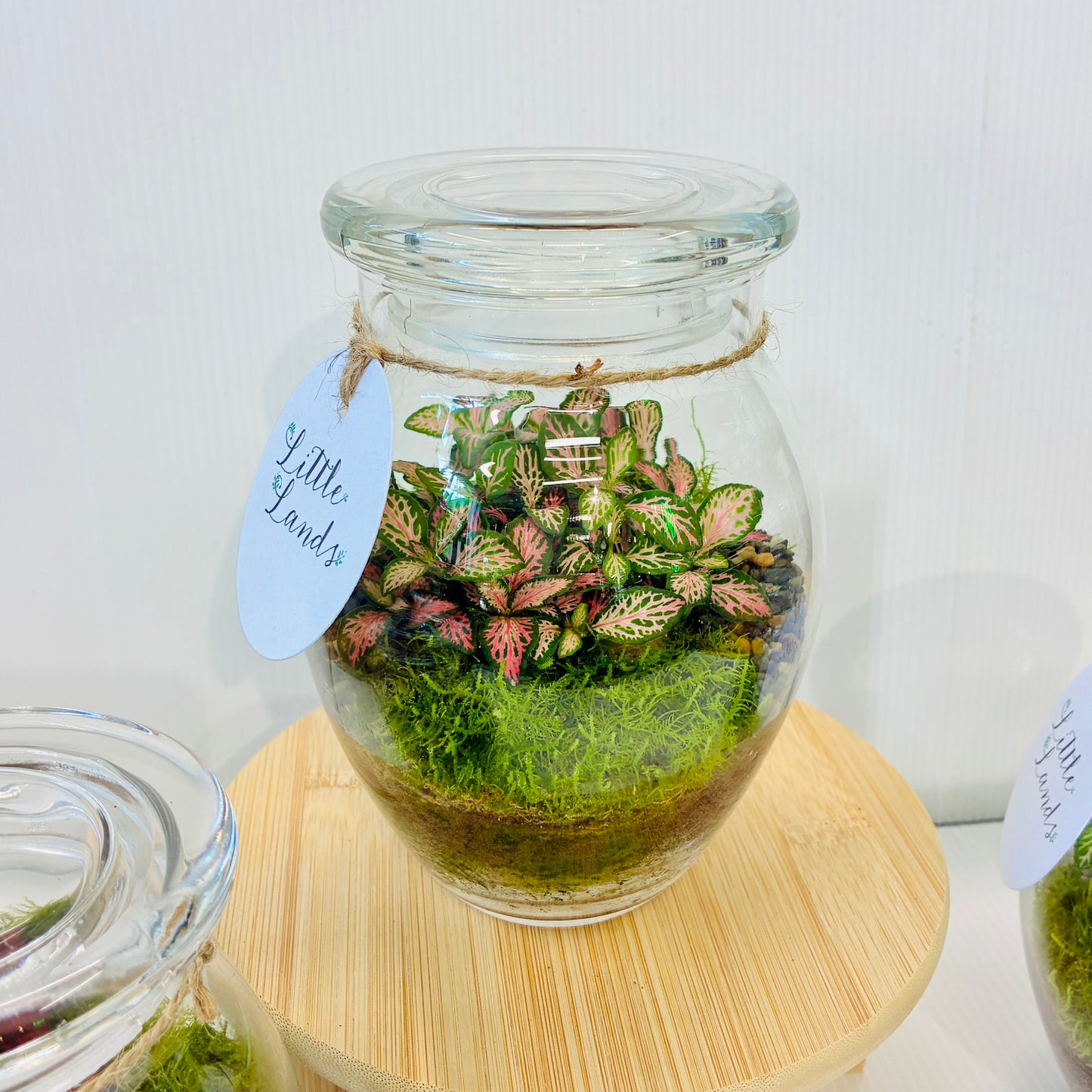 Little Lands - Honey Pot Terrarium