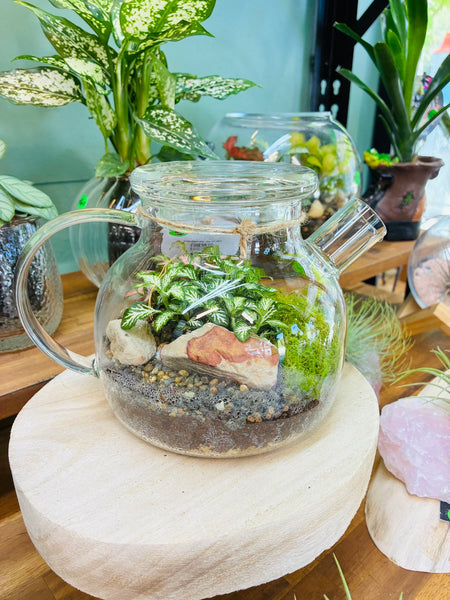 Little Lands - Tea Pot Terrarium
