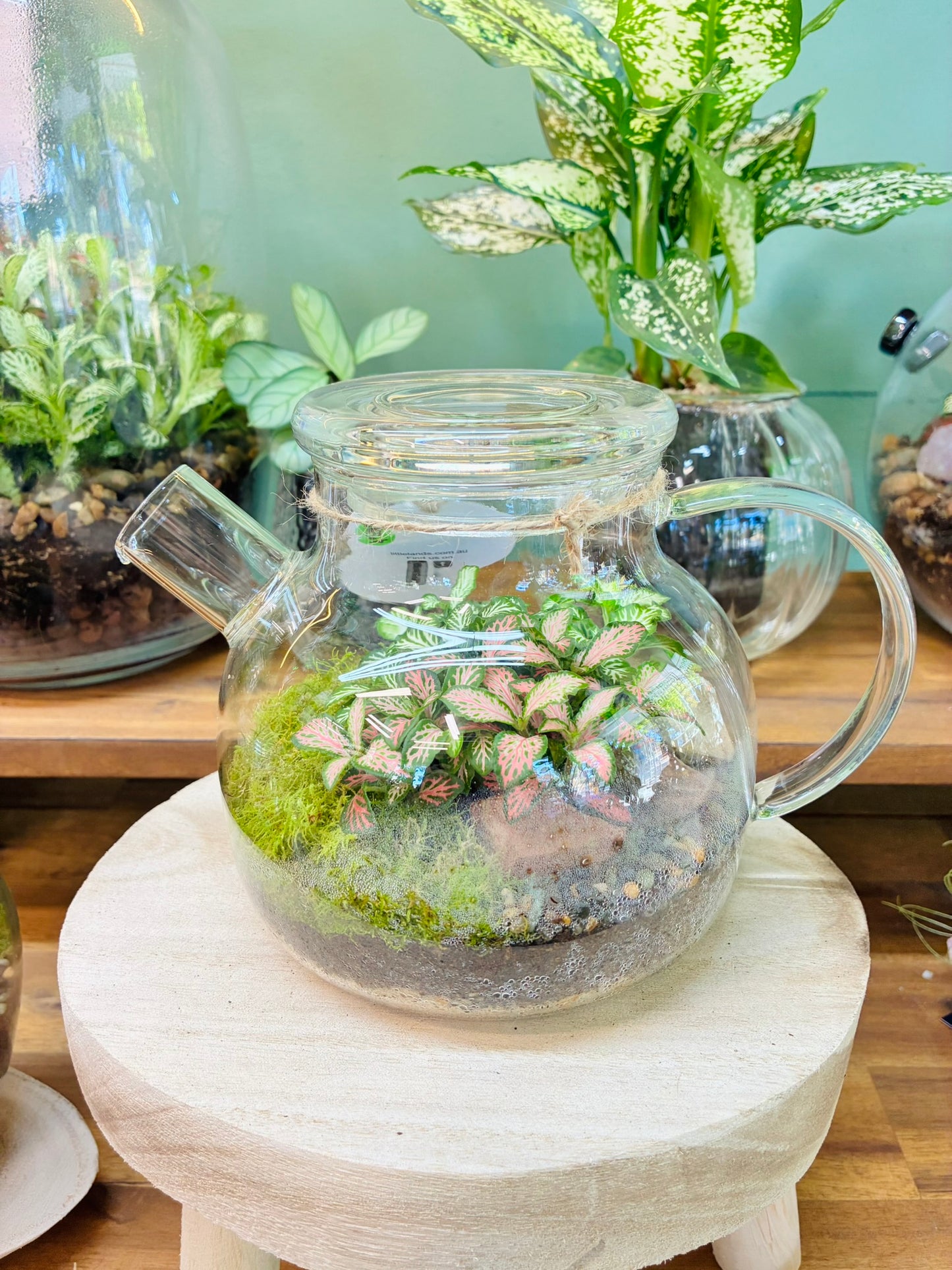 Little Lands - Tea Pot Terrarium